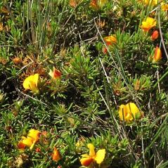 Dillwynia prostrata in bloom in Kosciuszko National Park