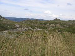 alpine vegetation in Kosciuszko National Park