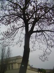 Paulownia tomentosa tree at Palais du Trocadéro