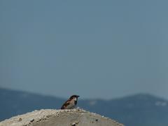 Sparrow on the remains of the building of the old semaphore in El Prat de Llobregat