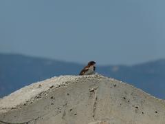 Pardal Passer domesticus on the remains of the old semaphore building in el Prat de Llobregat