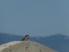 House sparrow on remains of old semaphore building