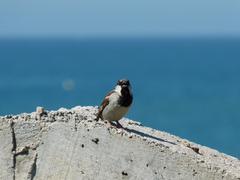 House sparrow on remains of old semaphore building