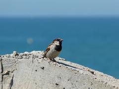 Sparrow on the ruins of the old semaphore building in El Prat de Llobregat