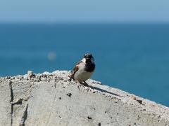 House sparrow on remains of old semaphore building