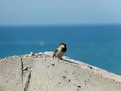 House sparrow on the remnants of an old semaphore building in El Prat de Llobregat