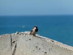 House Sparrow on the remains of the old semaphore building