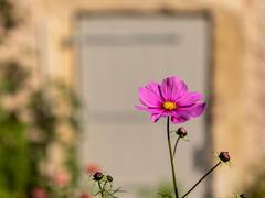 Cosmos bipinnatus flower at Senden water castle, Germany