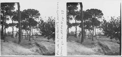 A historic photograph of people walking under pine trees in Sarrià, taken by Josep Salvany i Blanch in 1912.