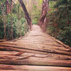 Bamboo Bridge in Silent Valley