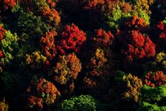 Canopy Colors during late winter season at Silent Valley National Park