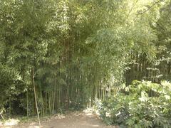 Bamboo in parc Olbius Riquier