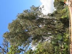 Eucalyptus camaldulensis tree in Parc Olbius Riquier, Hyères, France