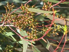 flower buds of Eucalyptus camaldulensis in Parc Olbius Riquier