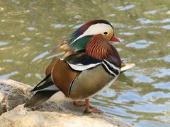 Mandarin duck in Parc Olbius Riquier, Hyères, France