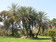 Palm trees in Parc Olbius Riquier, Hyères, France