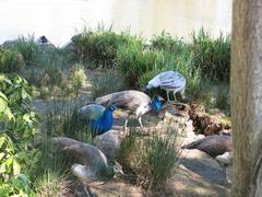 Peacocks at Parc Olbius Riquier in Hyères, France