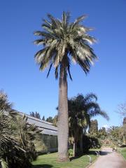 Chilean palm tree in Hyères