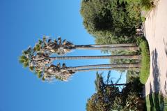 Olbius Riquier garden in Hyeres