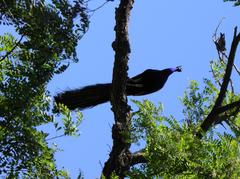 male blue peacock at Olbius Riquier park