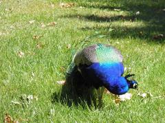 Male Indian peafowl displaying its vibrant plumage