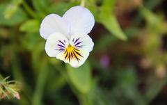 vibrant flower in Nishat Bagh