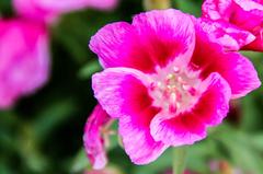 pink flower at Nishat Bagh near Dal Lake in Srinagar