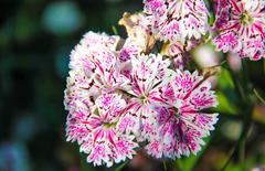 Beautiful flower in full bloom at Nishat Bagh, Srinagar