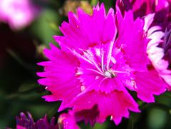 vibrant flower in Nishat Bagh, Srinagar