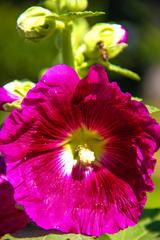 Close-up of a delicate flower with pink petals and a yellow center in Nishat Bagh