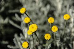 Flower in Nishat Bagh, Srinagar