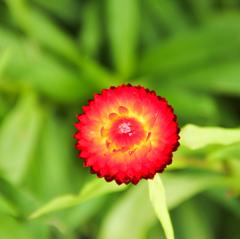 vibrant flower at Nishat Bagh