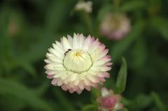 Purple and white flower in bloom