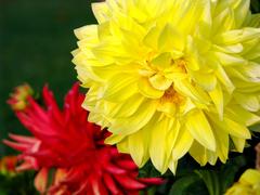 Lovely flowers at Nishat Bagh Mughal Gardens