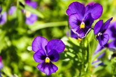 vibrant multicolored flower