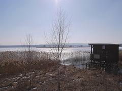 Heerter See North Shore with observation station