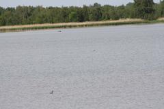 Birds on the nature reserve (BR 061) 'Klärteich III' near Salzgitter-Heerte