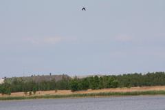 Bird of prey over nature reserve BR 061 Klärteich III near Salzgitter-Heerte