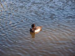 duck at Koishikawa Korakuen Gardens