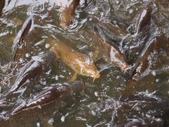 Fish at Koishikawa Korakuen Garden pond