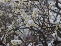 Flower during a snowstorm at Koishikawa Korakuen Garden