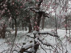 Flower in snowstorm at Koishikawa Korakuen Garden