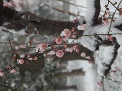 flower in snow storm at Koishikawa Korakuen Garden