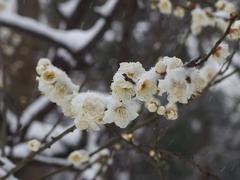 flower in snowstorm at Koishikawa Korakuen Garden