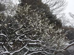 Flower during snow storm in Koishikawa Korakuen Garden