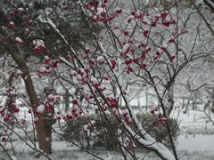 Flower in snowstorm at Koishikawa Korakuen Garden