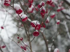 flower in snowstorm at Koishikawa Korakuen Garden