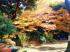 autumn colours of leaves at Koishikawa Kourakuen