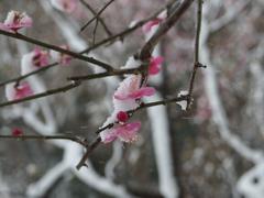 Flower in snow storm at Koishikawa Korakuen Garden