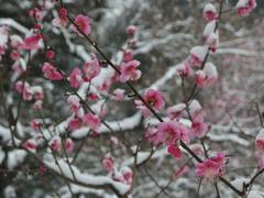 Flower in snowstorm at Koishikawa Korakuen Garden